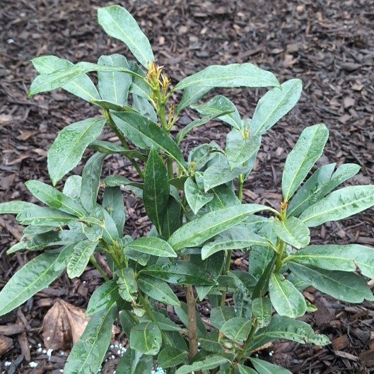 Photo of the plant species Skip Laurel by @HeirPyreneanoak named Lebron on Greg, the plant care app