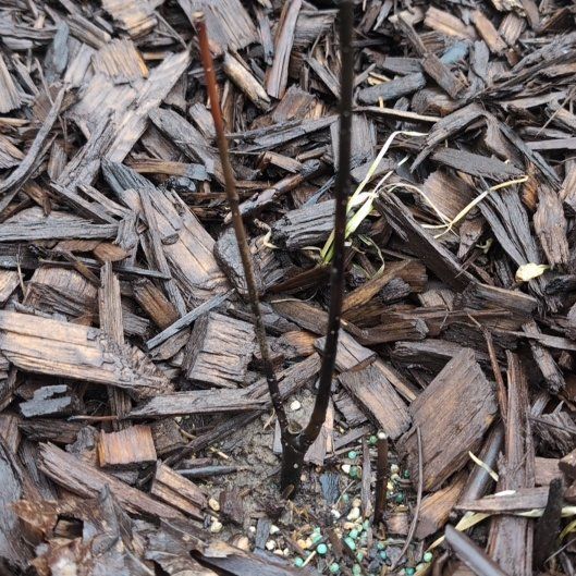 Photo of the plant species Red Twig Dogwood by @HeirPyreneanoak named Spike Leaves on Greg, the plant care app