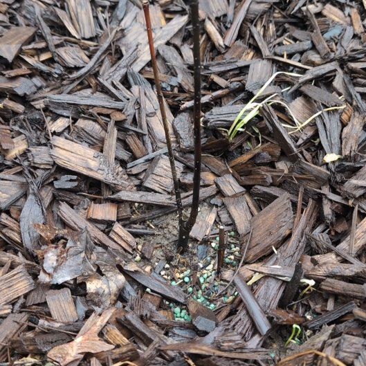 Photo of the plant species Red Twig Dogwood by @HeirPyreneanoak named Walt on Greg, the plant care app
