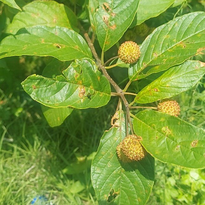 Photo of the plant species Common Buttonbush by @DarlingIceplant named Xena on Greg, the plant care app