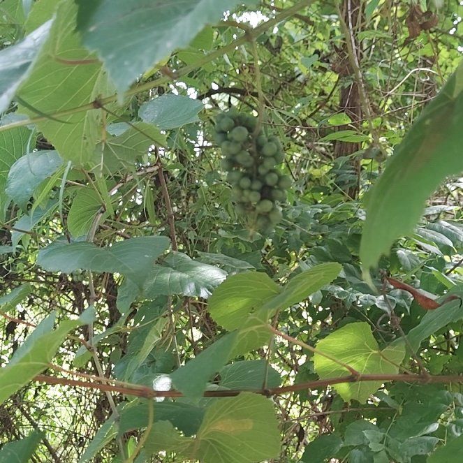 Photo of the plant species Wine Grape by @DarlingIceplant named Elina on Greg, the plant care app