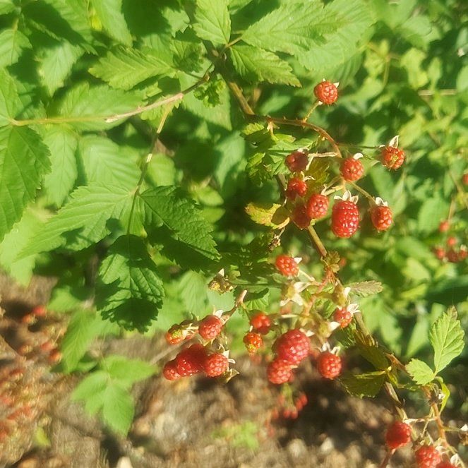 Photo of the plant species Allegheny Blackberry by @DarlingIceplant named Stella on Greg, the plant care app