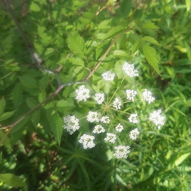 Photo of the plant species Achian-Bosk by @DarlingIceplant named Osmo on Greg, the plant care app