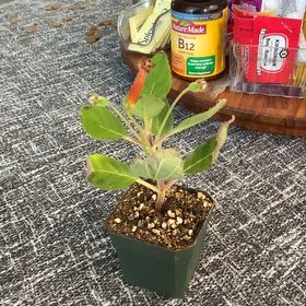 Plant care for Conifers on Greg, the plant care app