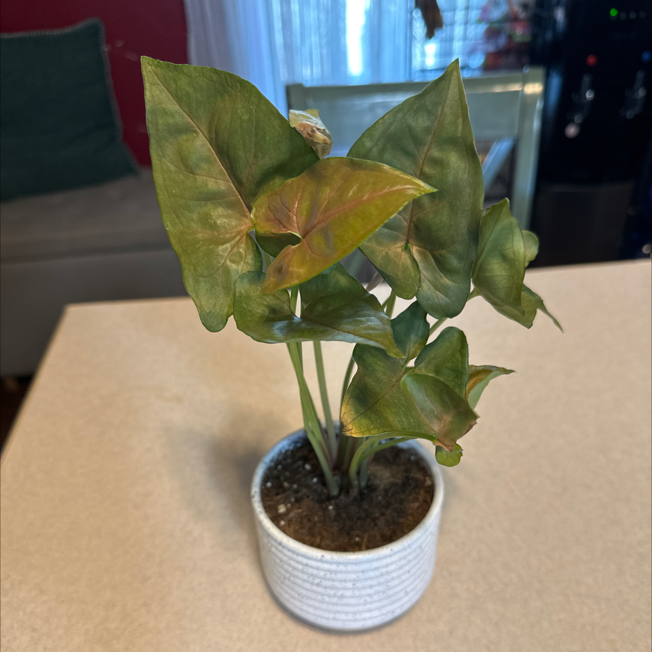 Photo of the plant species maria arrowhead plant by @SoulfullyComet named Rainier on Greg, the plant care app