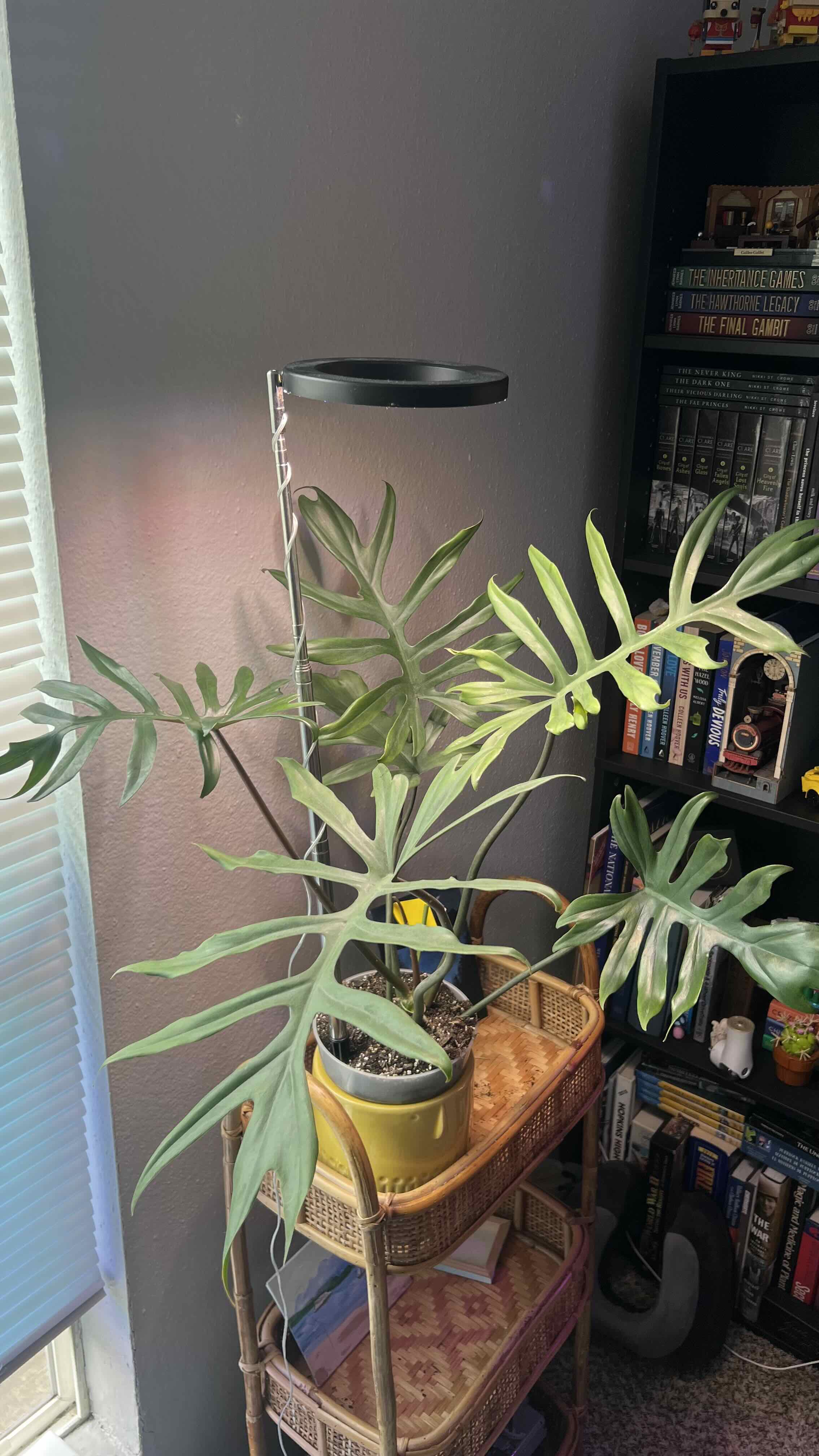Photo of the plant species Philodendron distantilobum by @Gabylo36 named Orlando Bloom on Greg, the plant care app