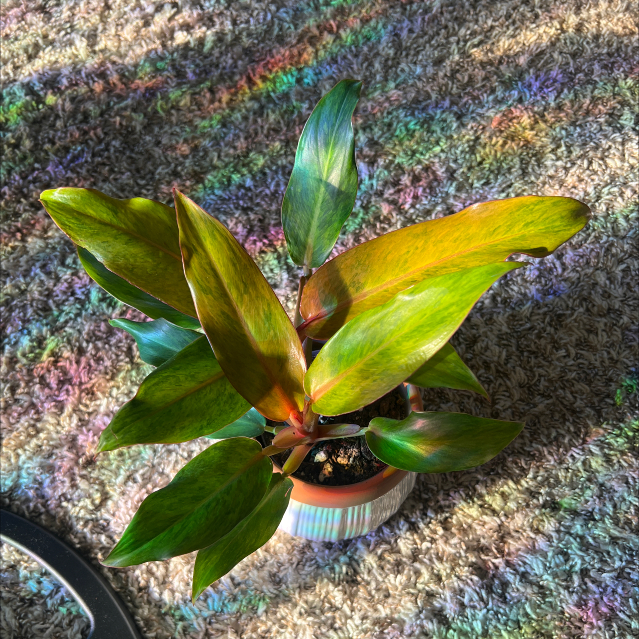 Photo of the plant species Orange Marmalade Philodendron by @Gabylo36 named Leaf Erickson on Greg, the plant care app