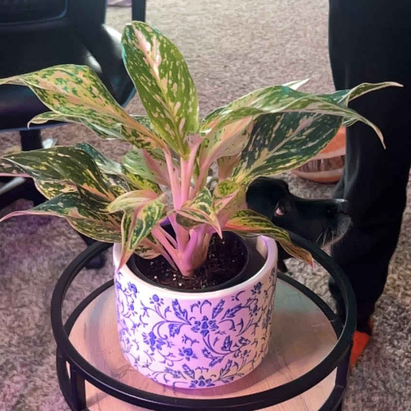 Photo of the plant species Aglaonema 'Favonian' by @Gabylo36 named Gregarious on Greg, the plant care app