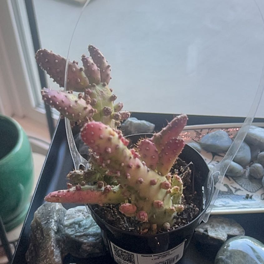 Photo of the plant species Variegated Cactus by @Gabylo36 named Duke on Greg, the plant care app