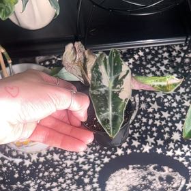 Photo of the plant species Variegated Alocasia Amazonica by @Gabylo36 named Luna on Greg, the plant care app