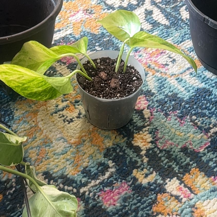 Photo of the plant species Fernando’s Fire Pothos by @Gabylo36 named Remington on Greg, the plant care app