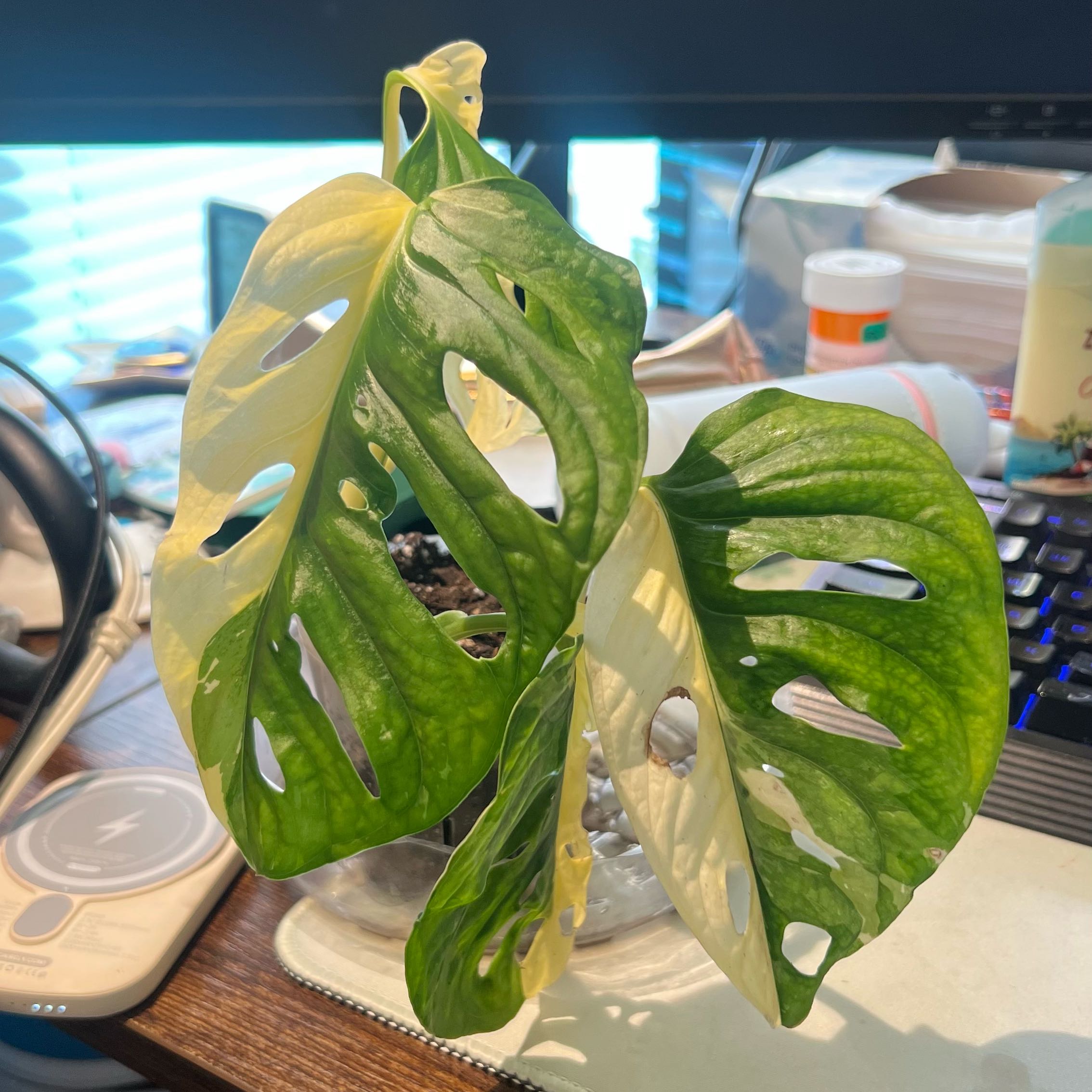 Photo of the plant species Monstera Adonsonii by @Gabylo36 named Albi on Greg, the plant care app