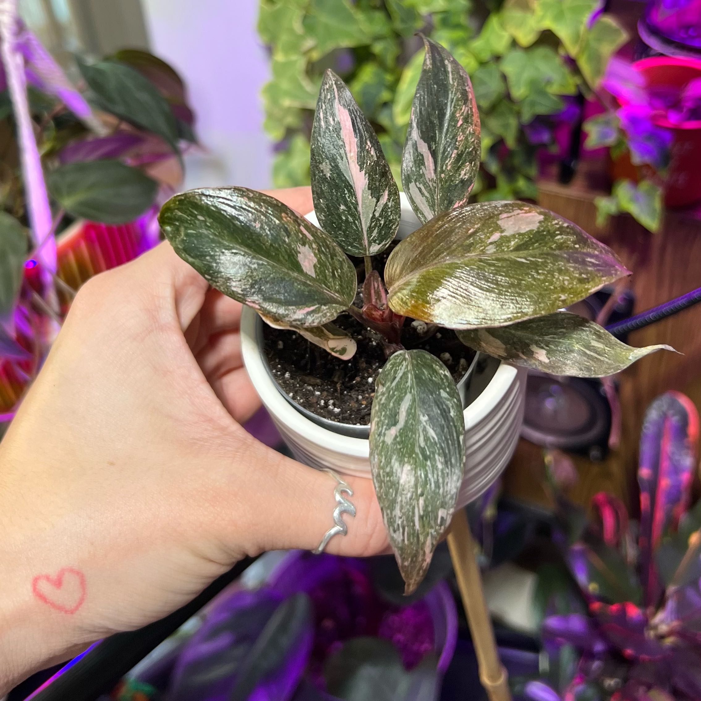 Photo of the plant species pink princess marble galaxy by @Gabylo36 named Bodhi on Greg, the plant care app