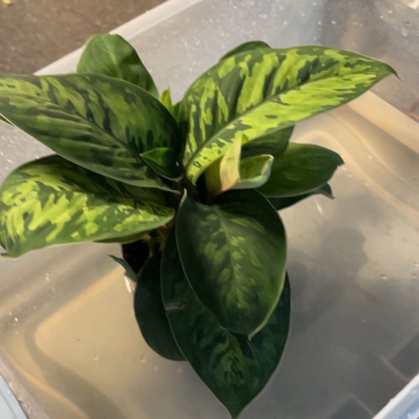 Photo of the plant species Homalomena 'Camouflage' by @Gabylo36 named Rosa on Greg, the plant care app