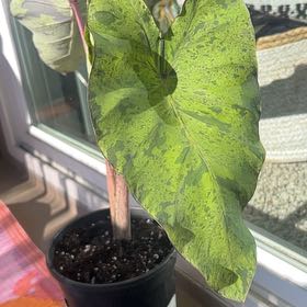 Photo of the plant species Taro 'Mojito' by @Gabylo36 named Dax on Greg, the plant care app