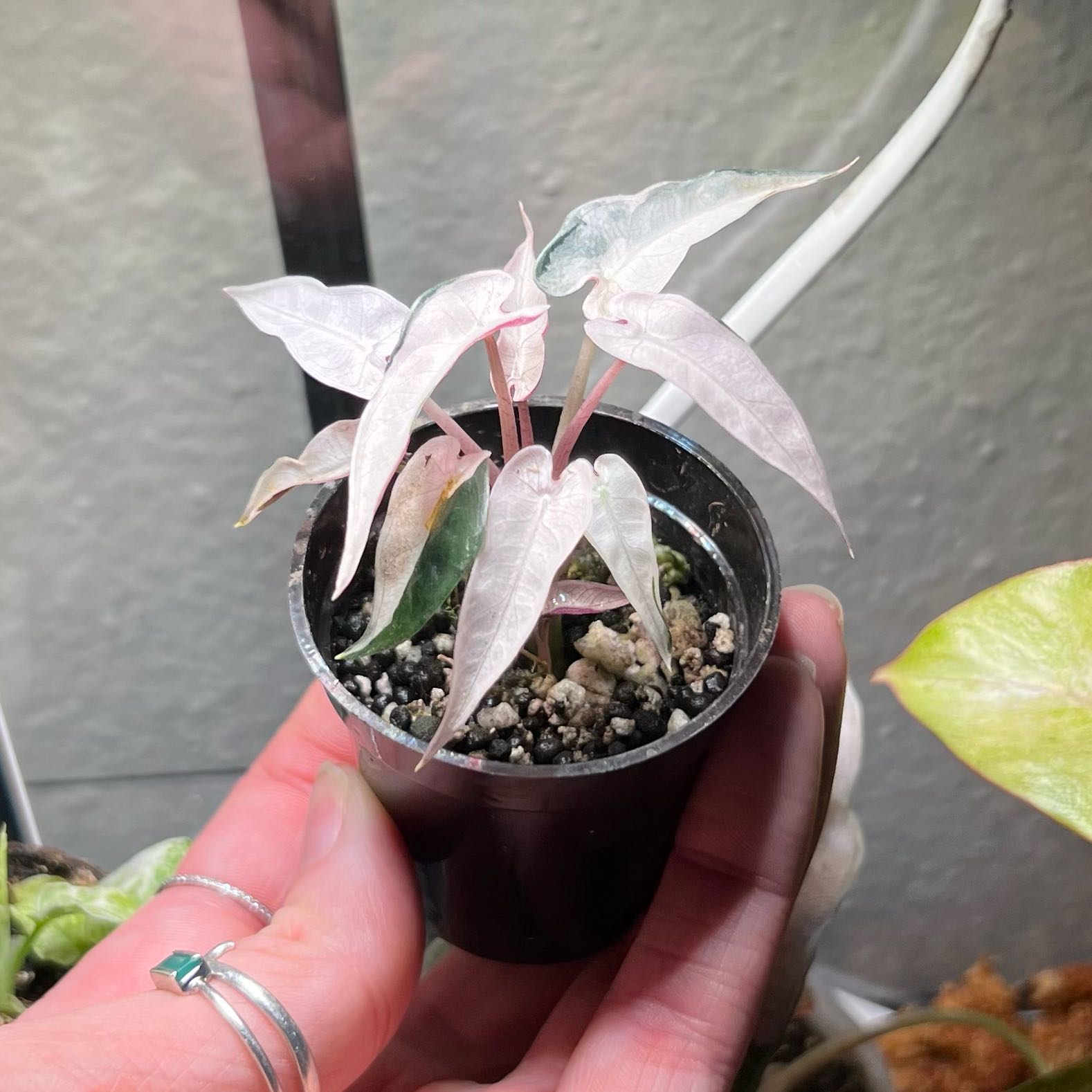 Photo of the plant species Alocasia Bambino Variegated Pink by @Gabylo36 named Clooney on Greg, the plant care app