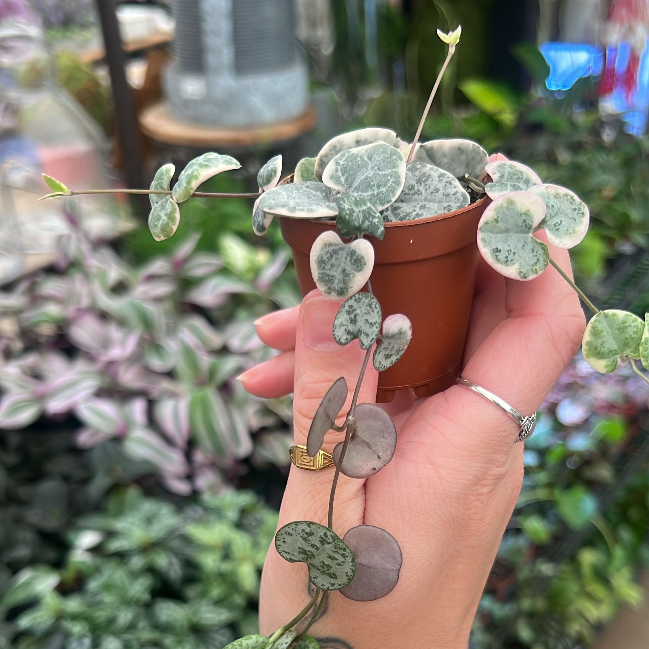 Photo of the plant species String of Hearts, varigated by @Gabylo36 named Osmo on Greg, the plant care app