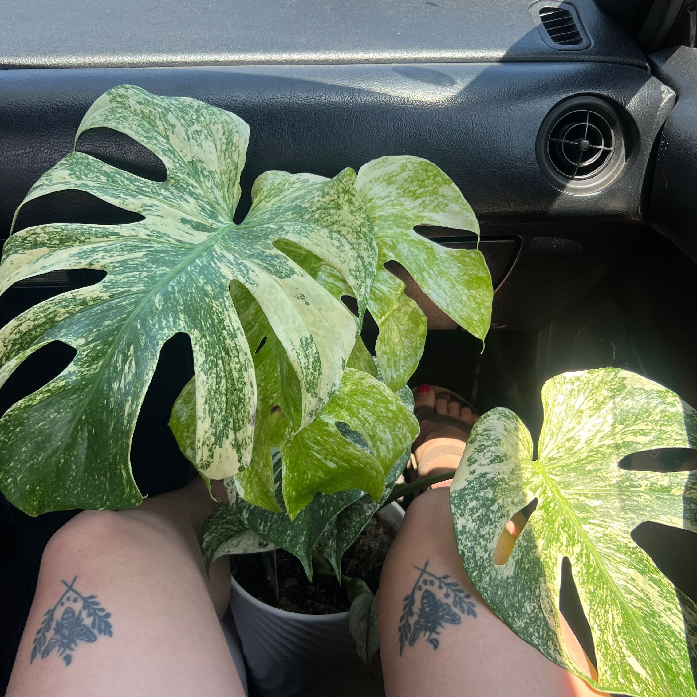 Photo of the plant species Monstera by @Gabylo36 named Minty on Greg, the plant care app