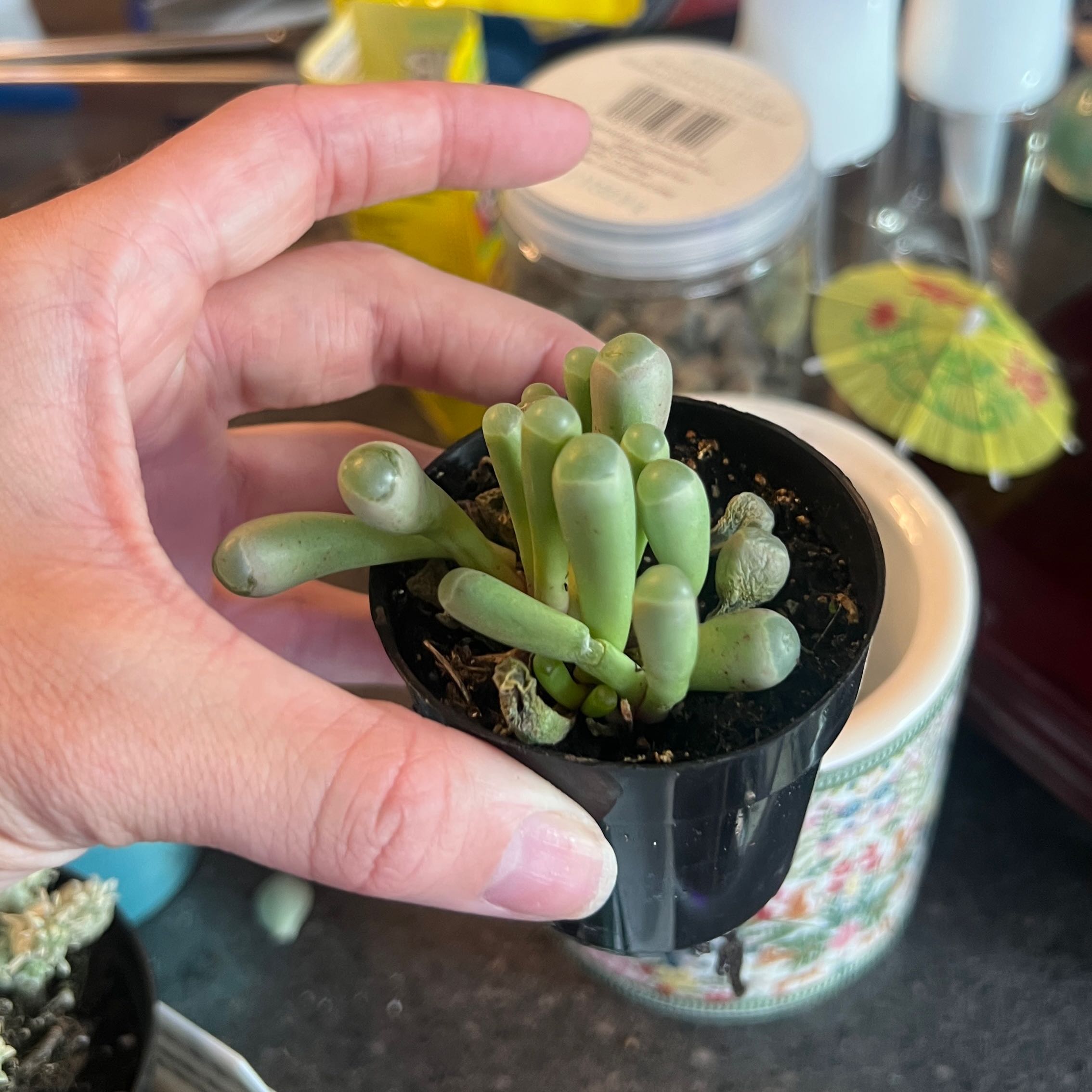 Photo of the plant species Baby Toes by @Gabylo36 named Hamilton on Greg, the plant care app