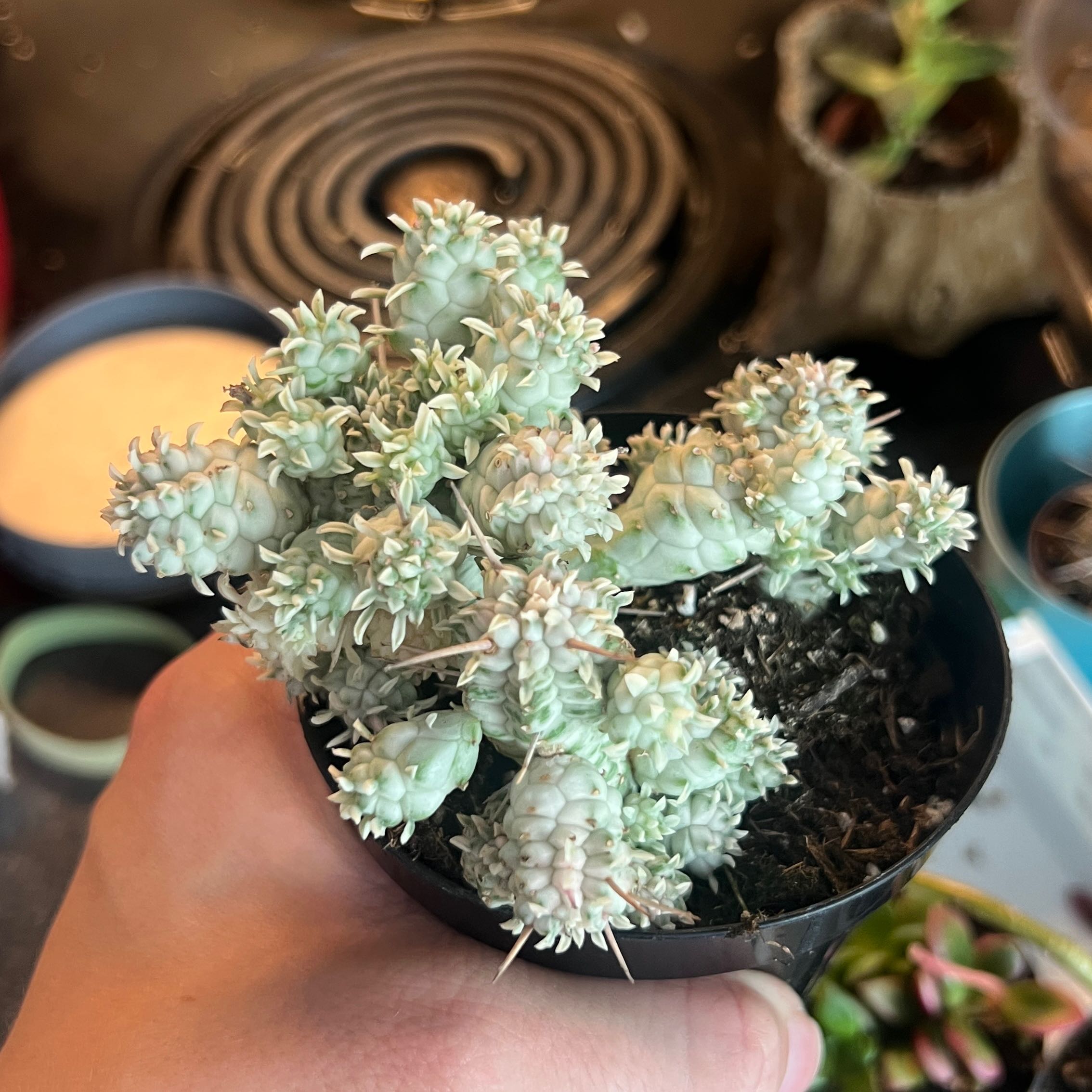 Photo of the plant species Variegated Corncob Cactus by @Gabylo36 named Taylor Swift on Greg, the plant care app