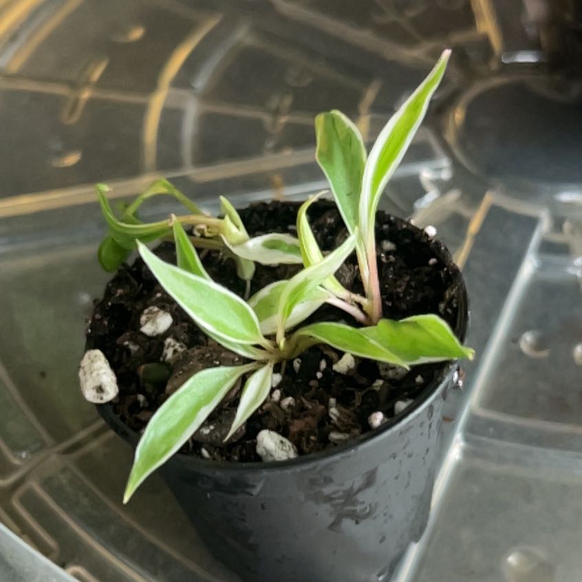 Photo of the plant species Philodendron micans 'Velvet Halo' by @Gabylo36 named Zeus on Greg, the plant care app