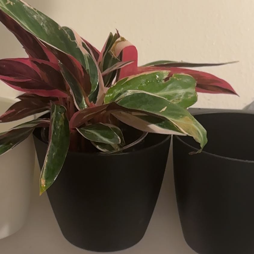 Photo of the plant species Stromanthe sanguinea 'Tricolor' by @Bvazplantlady named Margaery on Greg, the plant care app