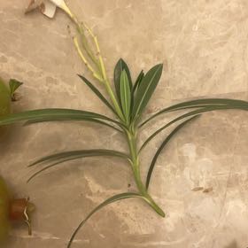 Photo of the plant species Erect Dayflower by @DynamicSiricote named Beckham on Greg, the plant care app
