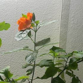 Photo of the plant species Firecracker Flower by @GuruTeucridium named Curie on Greg, the plant care app