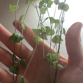 Photo of the plant species String Of Arrows by @GuruTeucridium named Kardashian on Greg, the plant care app