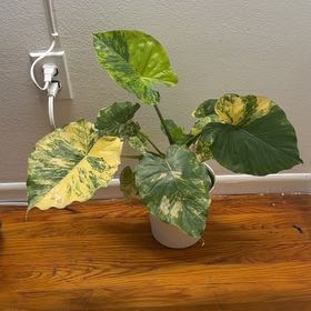 Photo of the plant species alocasia odora by @GuruTeucridium named Luna on Greg, the plant care app
