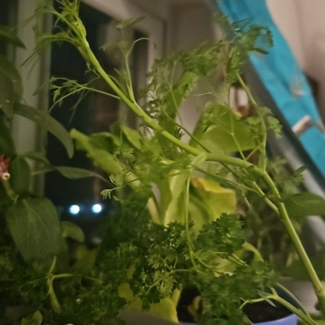 Photo of the plant species Triple Curled Parsley by @DivinePoisonivy named Mo, Stooge 2 on Greg, the plant care app