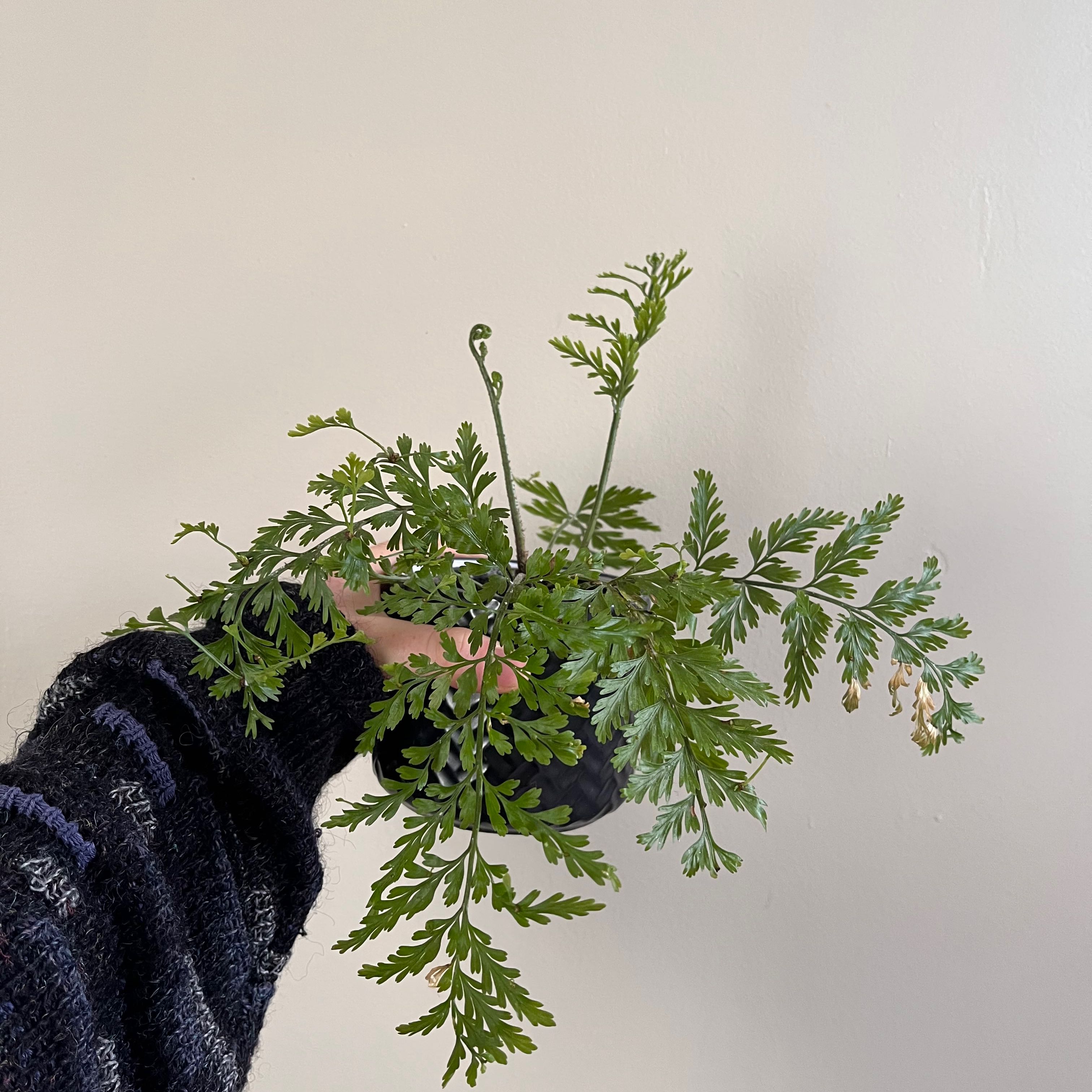 🌞 How Much Sunlight Does My Hen and Chicken Fern Need?