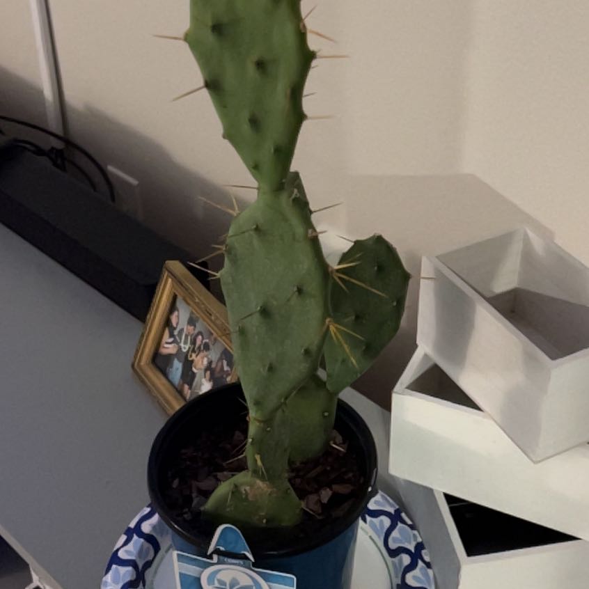 Photo of the plant species Opuntia 'Goblin' by @SavantLimebasil named Winston on Greg, the plant care app