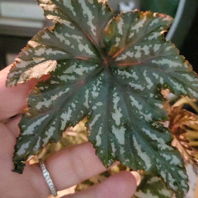 Photo of the plant species Begonia Little Brother Montgomery by @GladSnakeshead named Eva on Greg, the plant care app
