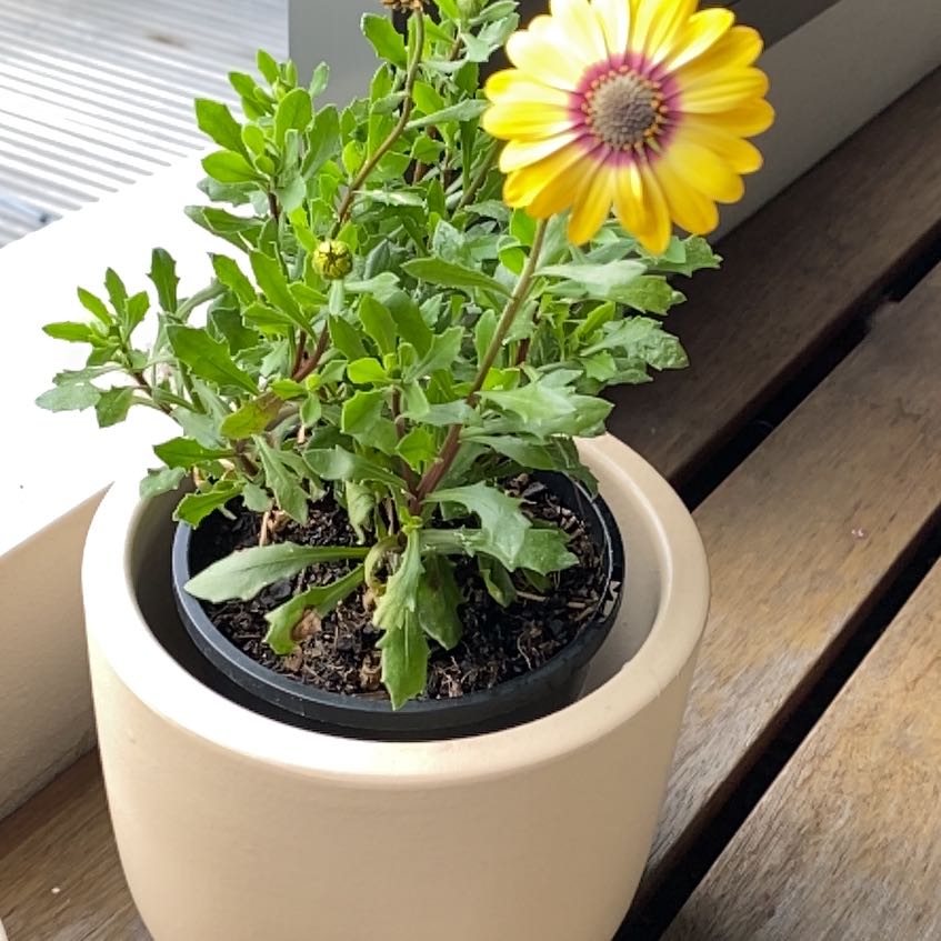 Photo of the plant species Osteospermum 'Voltage Yellow' by @GemBlacksalsify named Anne on Greg, the plant care app