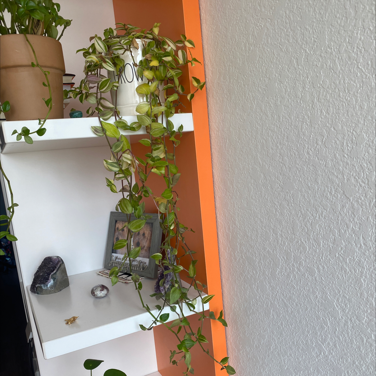 Healthy small-leaf spiderwort plant with trailing vines and vibrant green leaves in a white rectangular pot on an orange shelf.