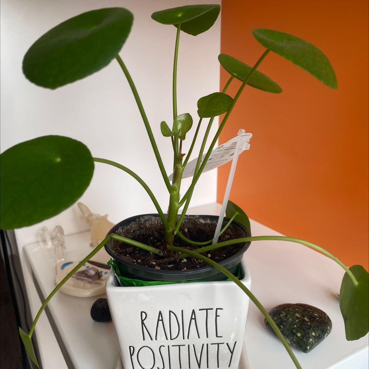 A healthy Chinese Money Plant in a small green pot with a 'Radiate Positivity' label against an orange background.