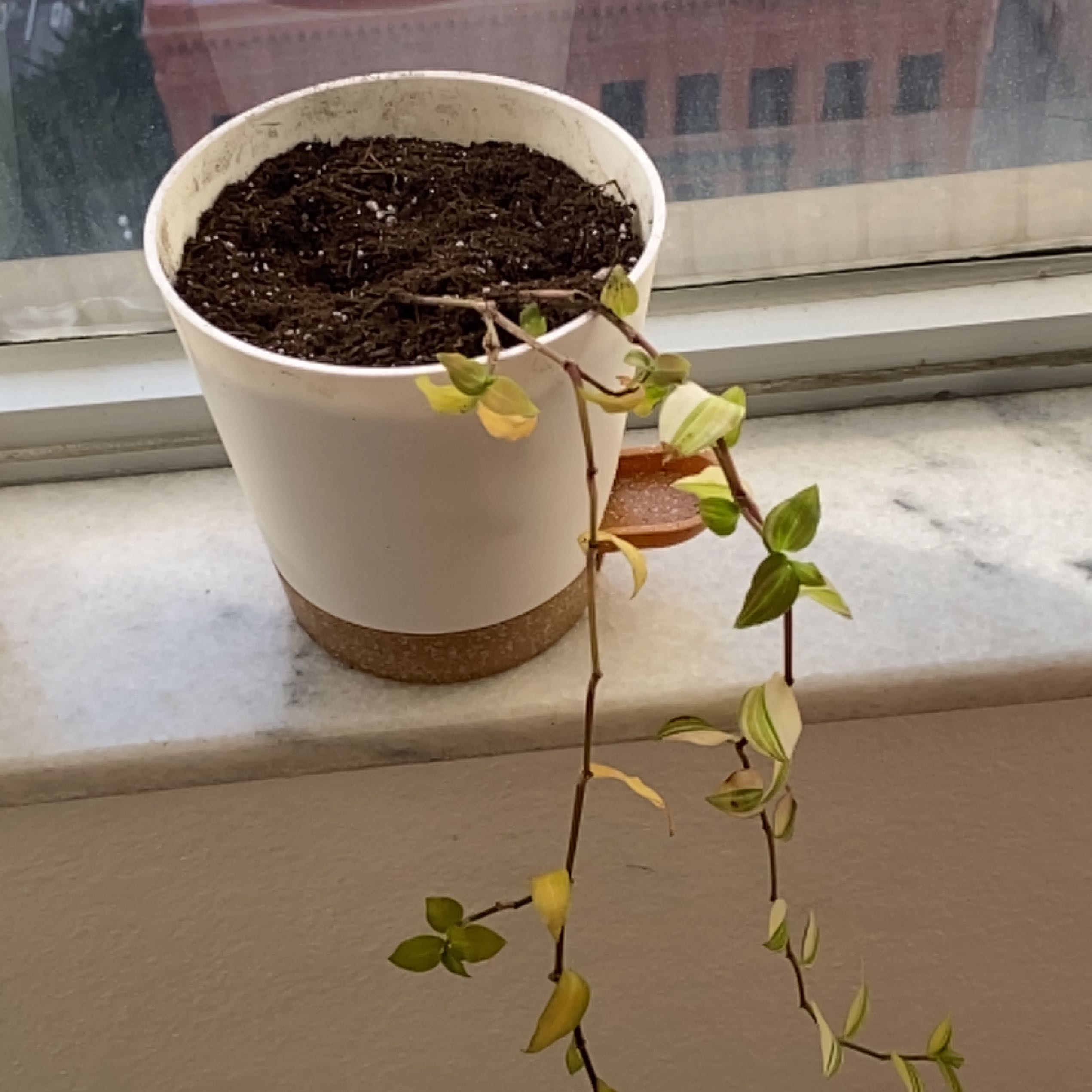 Healthy Small-Leaf Spiderwort plant in white ceramic pot on windowsill, with trailing green lance-shaped leaves and no signs of disease.
