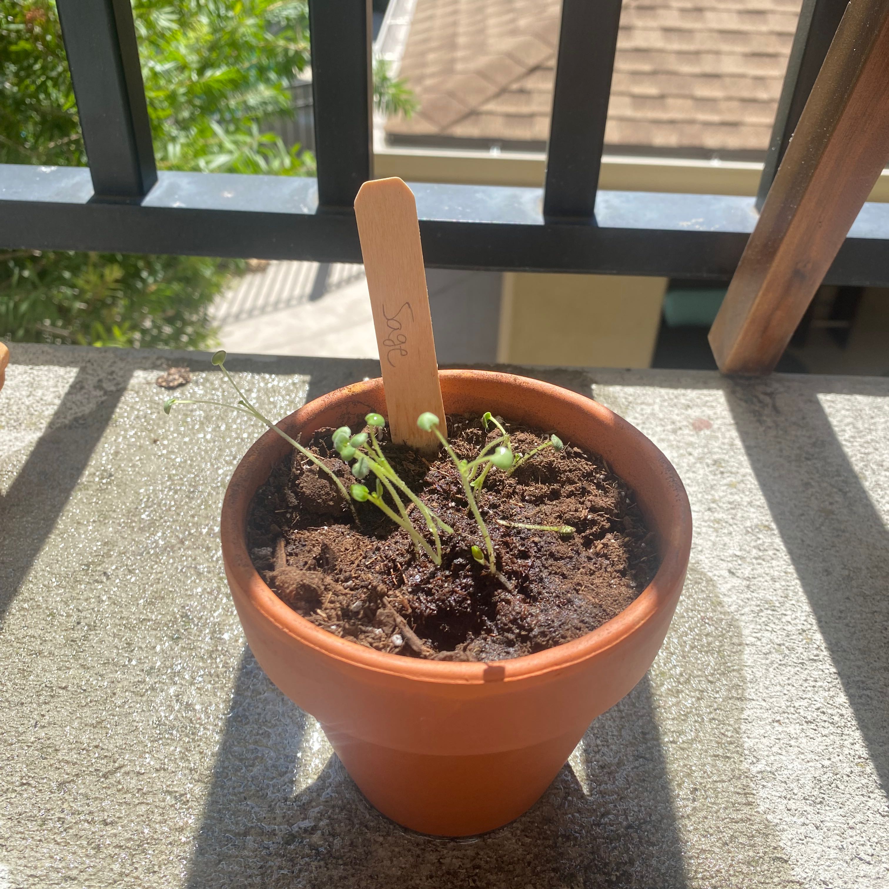 Potted Common Sage seedlings in early growth stage on a concrete surface with a background railing.