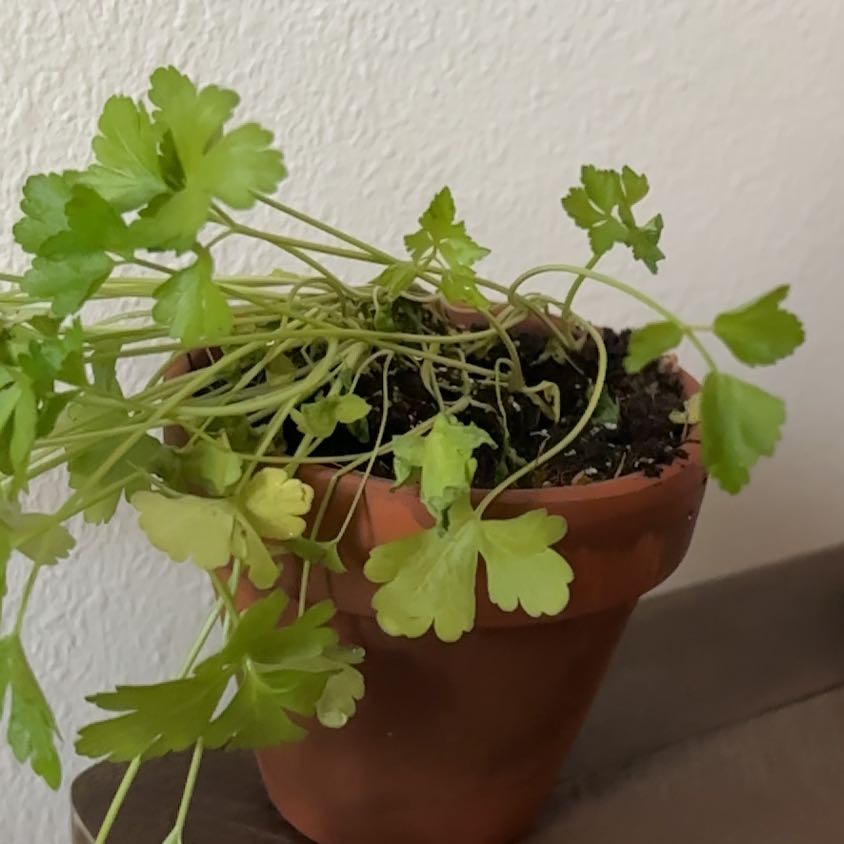 Potted Italian Parsley plant with some yellowing leaves, leaning slightly.