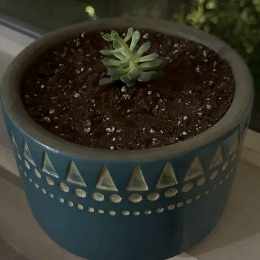 Photo of the plant species Pink Ruby Sedevaria by @DearAshejuniper named Kobe on Greg, the plant care app
