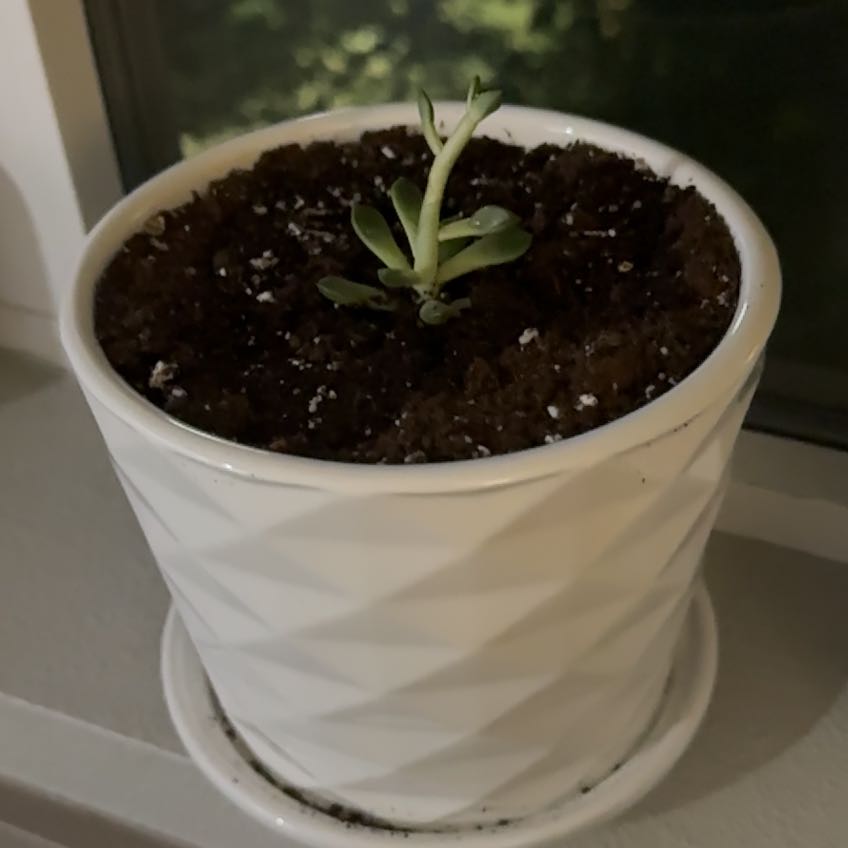 Photo of the plant species Pink Ruby Sedevaria by @DearAshejuniper named Dolores on Greg, the plant care app