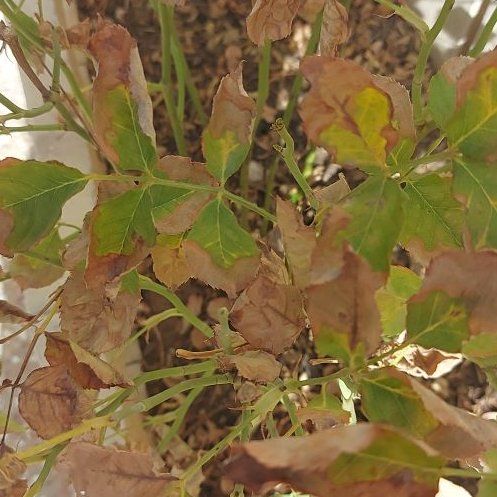 Photo of the plant species Flowering Ash by @HunkyGoldenseal named Madonna on Greg, the plant care app