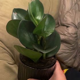 Photo of the plant species Himalayamix peperomia by @DivineHopsage named Mabel on Greg, the plant care app
