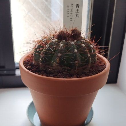 Photo of the plant species Parodia ottonis by @YiftSilverblush named Keanu Leaves on Greg, the plant care app