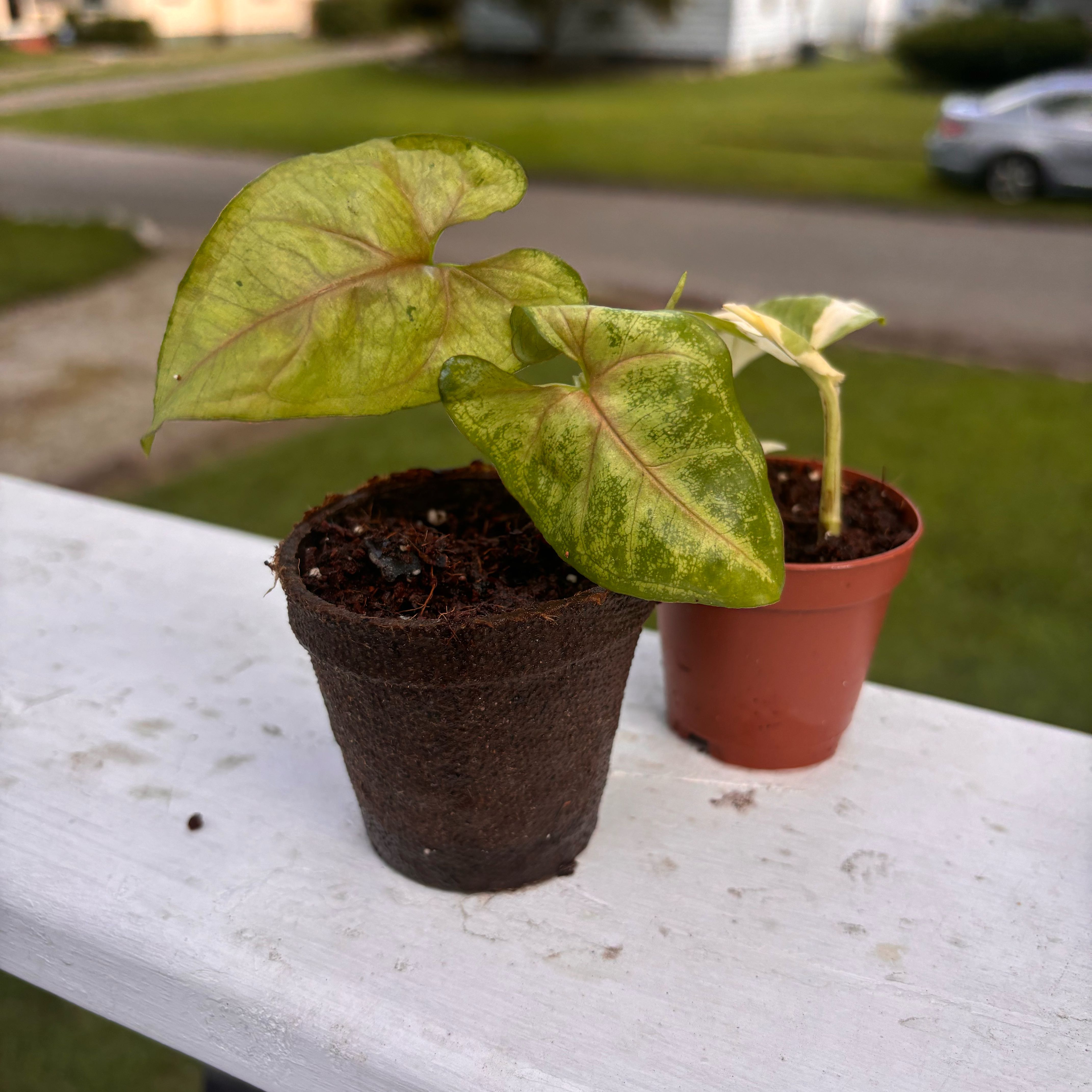 Photo of the plant species Kiwi Delight arrowhead plant by @Hoosierplantmom named Naomi on Greg, the plant care app