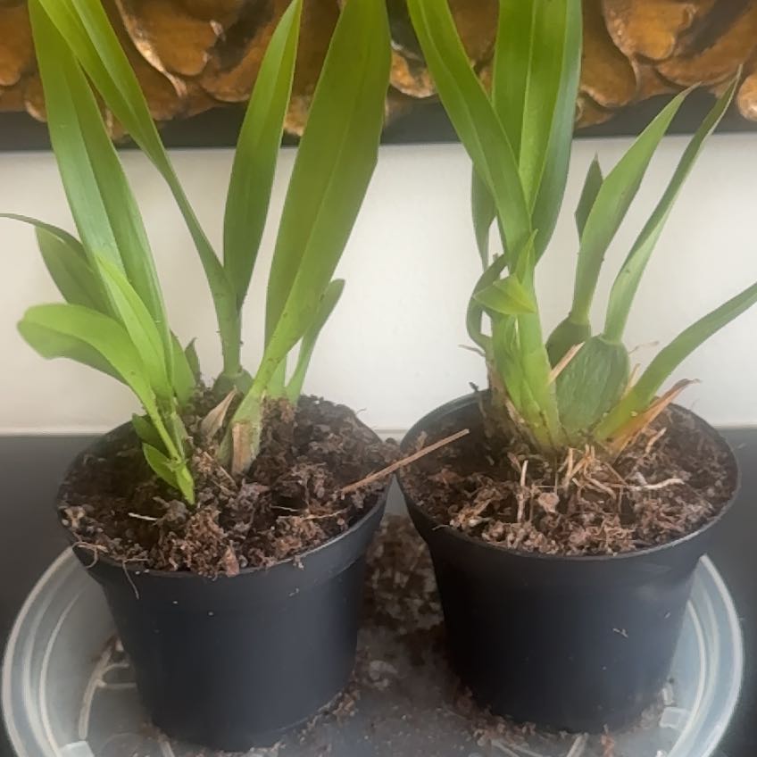 Photo of the plant species Oncidium Twinkle by @HookiePatookie named Aristotle on Greg, the plant care app