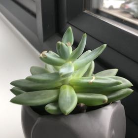 Photo of the plant species little jewel by @RoundRedpagoda named Dave on Greg, the plant care app