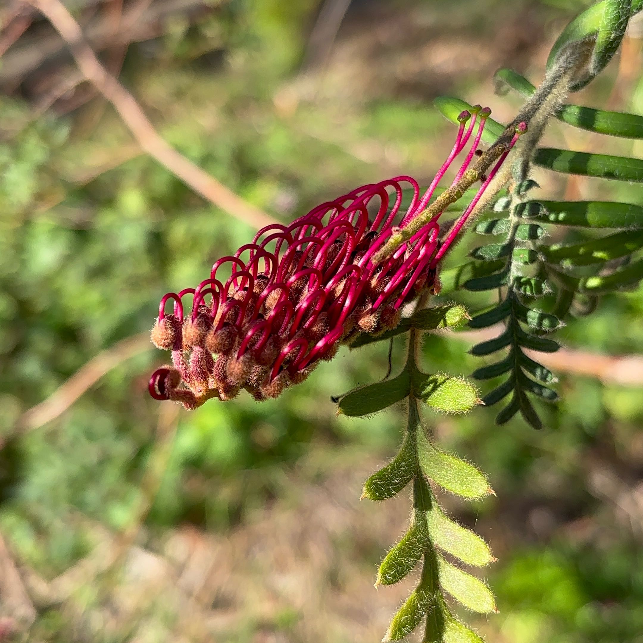 Photo of the plant species New South Wales Waratah by @TutorHollyhock named Apollo on Greg, the plant care app