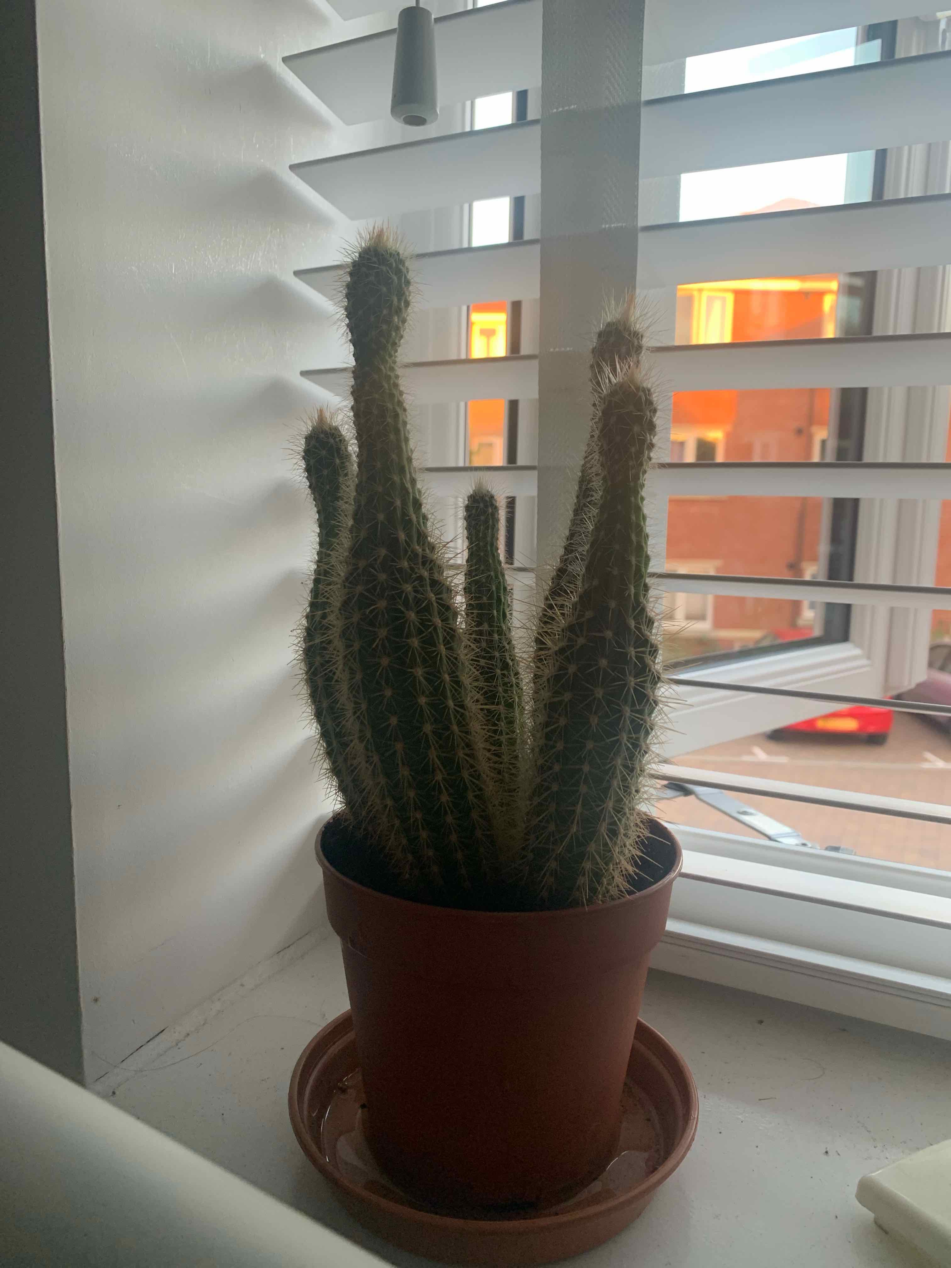 Organ Pipe Cactus on a windowsill in a brown pot, appears healthy.
